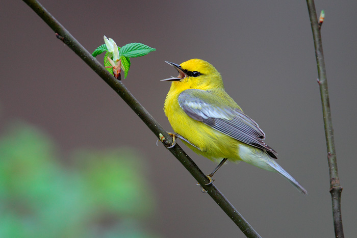 Nice wallpapers Blue-winged Warbler 700x467px