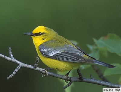 Blue-winged Warbler Pics, Animal Collection
