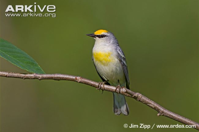 High Resolution Wallpaper | Blue-winged Warbler 650x433 px