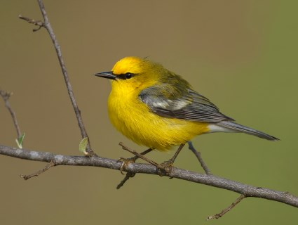 Blue-winged Warbler Pics, Animal Collection