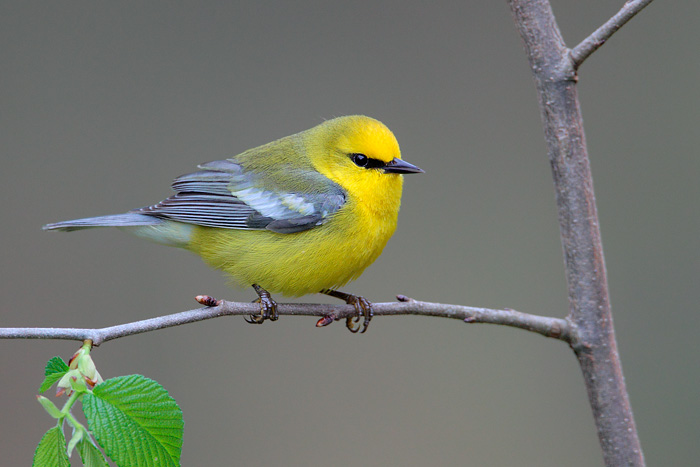 Blue-winged Warbler High Quality Background on Wallpapers Vista