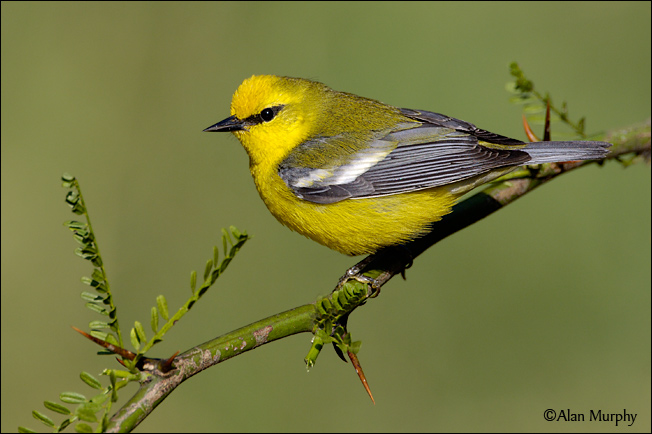 HD Quality Wallpaper | Collection: Animal, 652x434 Blue-winged Warbler