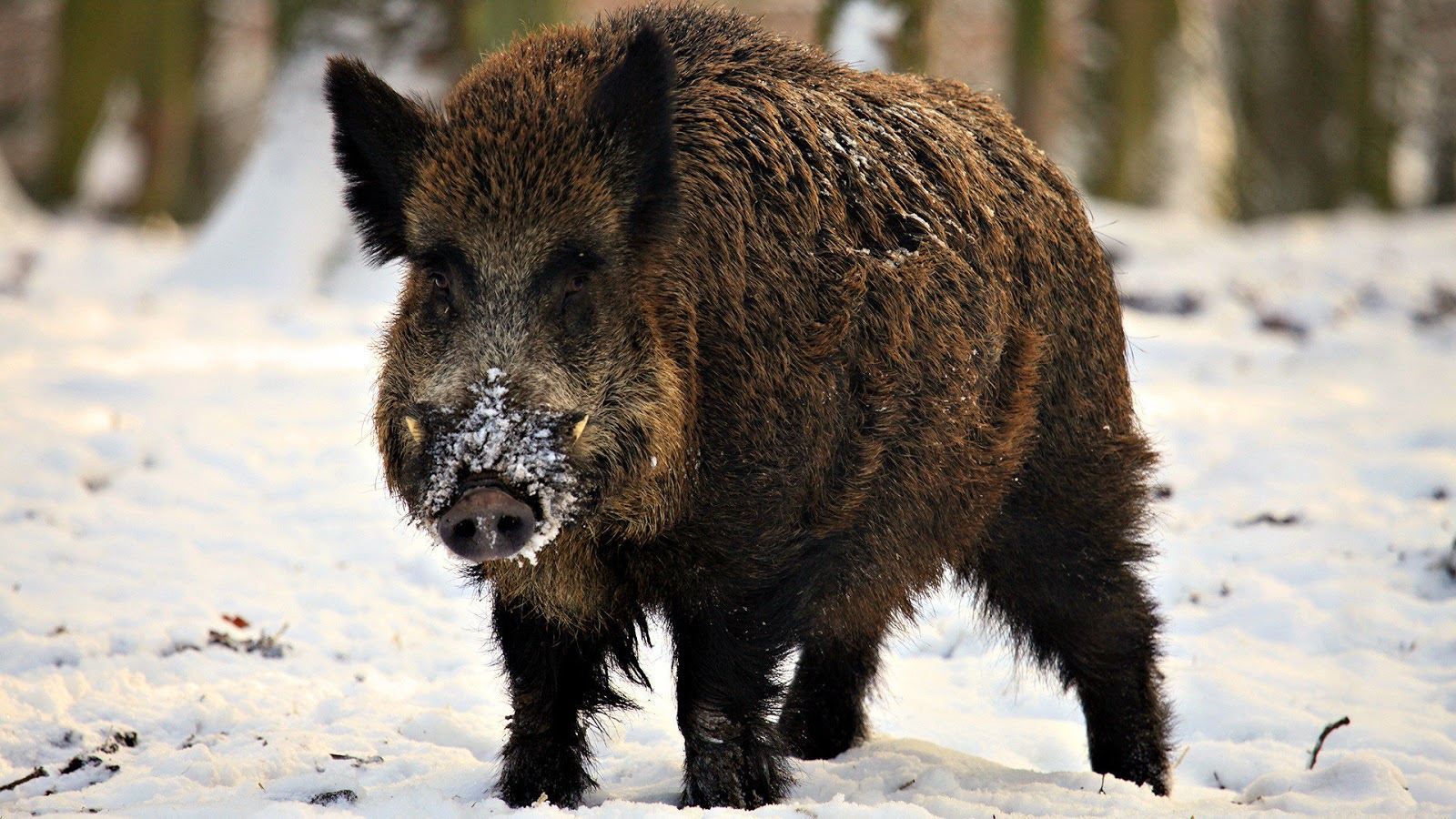 Amazing Boar Pictures & Backgrounds