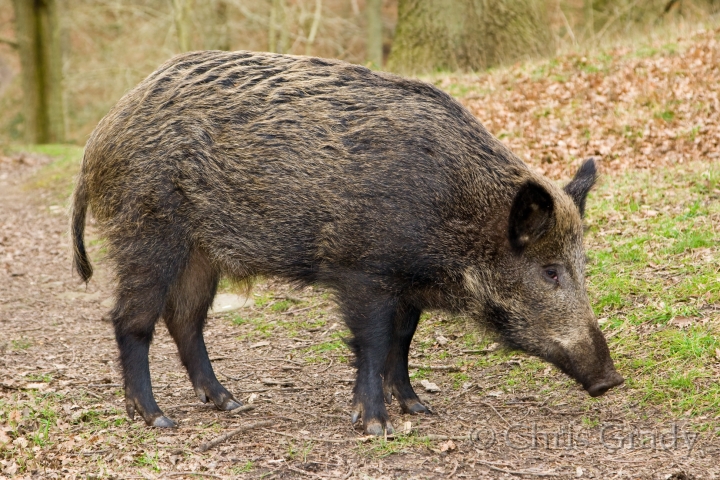 Images of Boar | 720x480