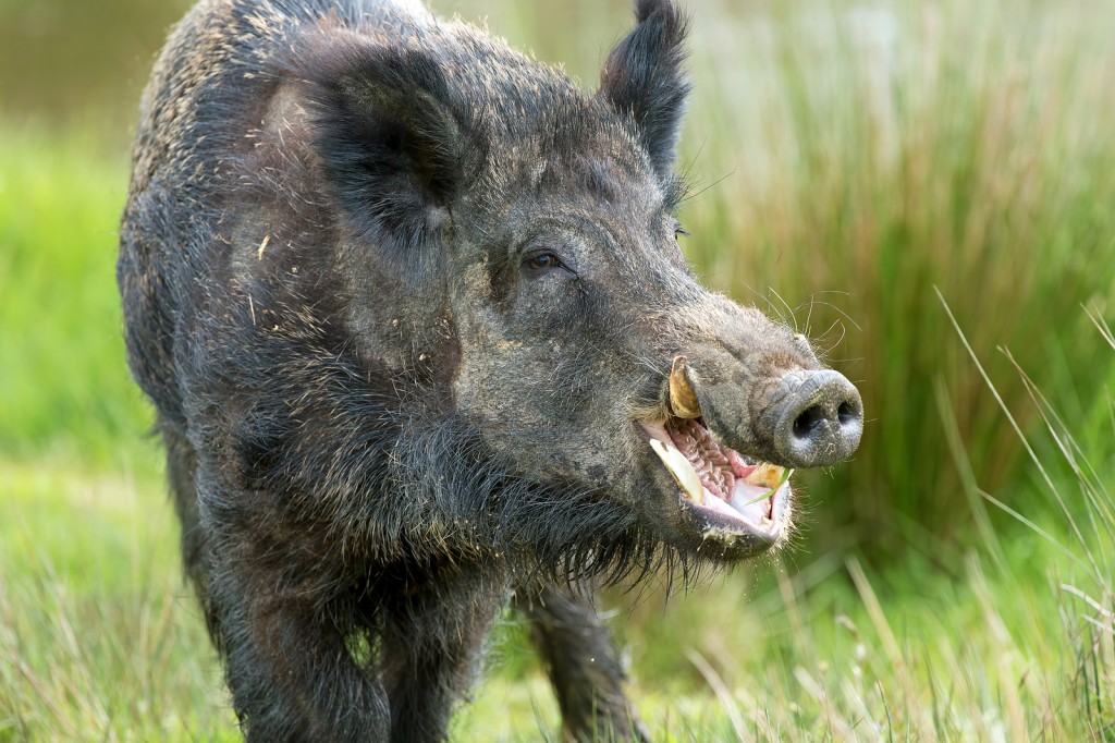 Images of Boar | 1024x682