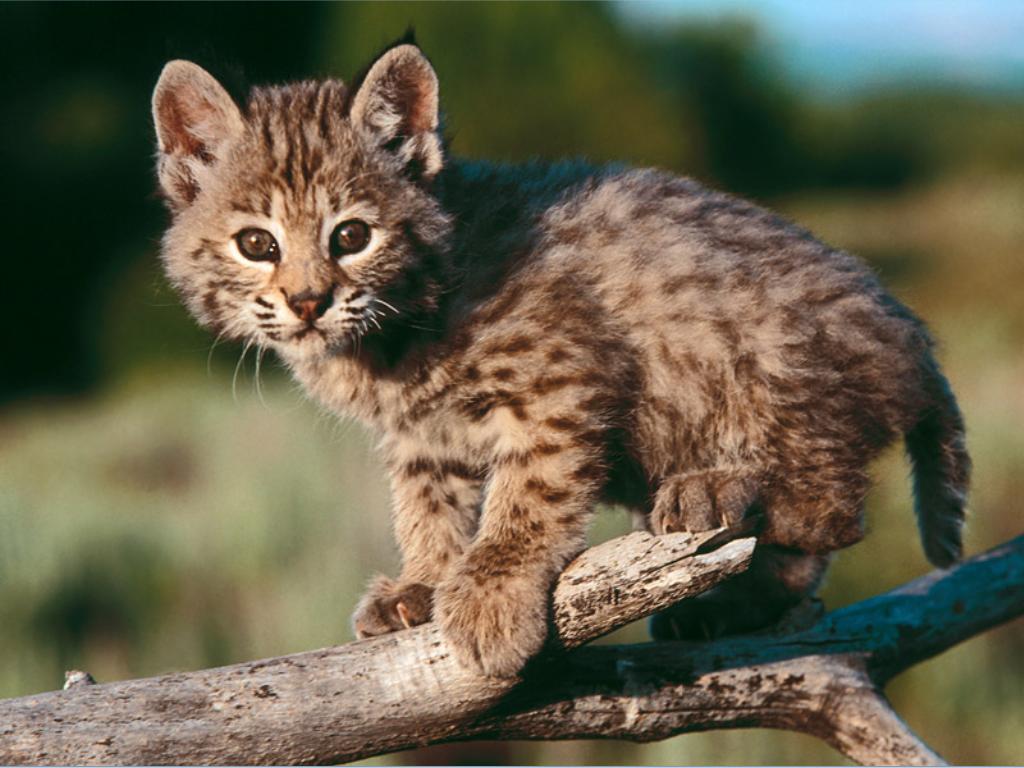 Bobcat High Quality Background on Wallpapers Vista