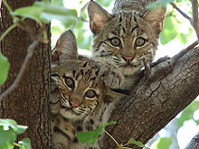 Bobcat Pics, Animal Collection