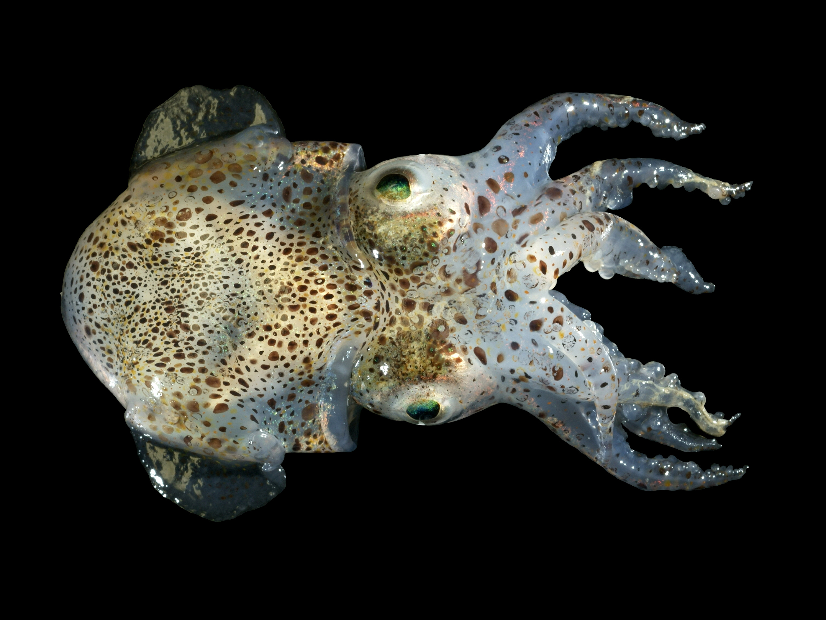 Nice Images Collection: Bobtail Squid Desktop Wallpapers
