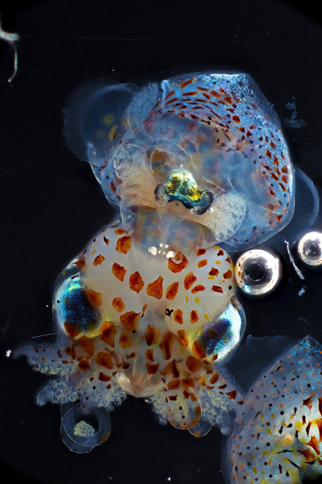 Bobtail Squid HD wallpapers, Desktop wallpaper - most viewed