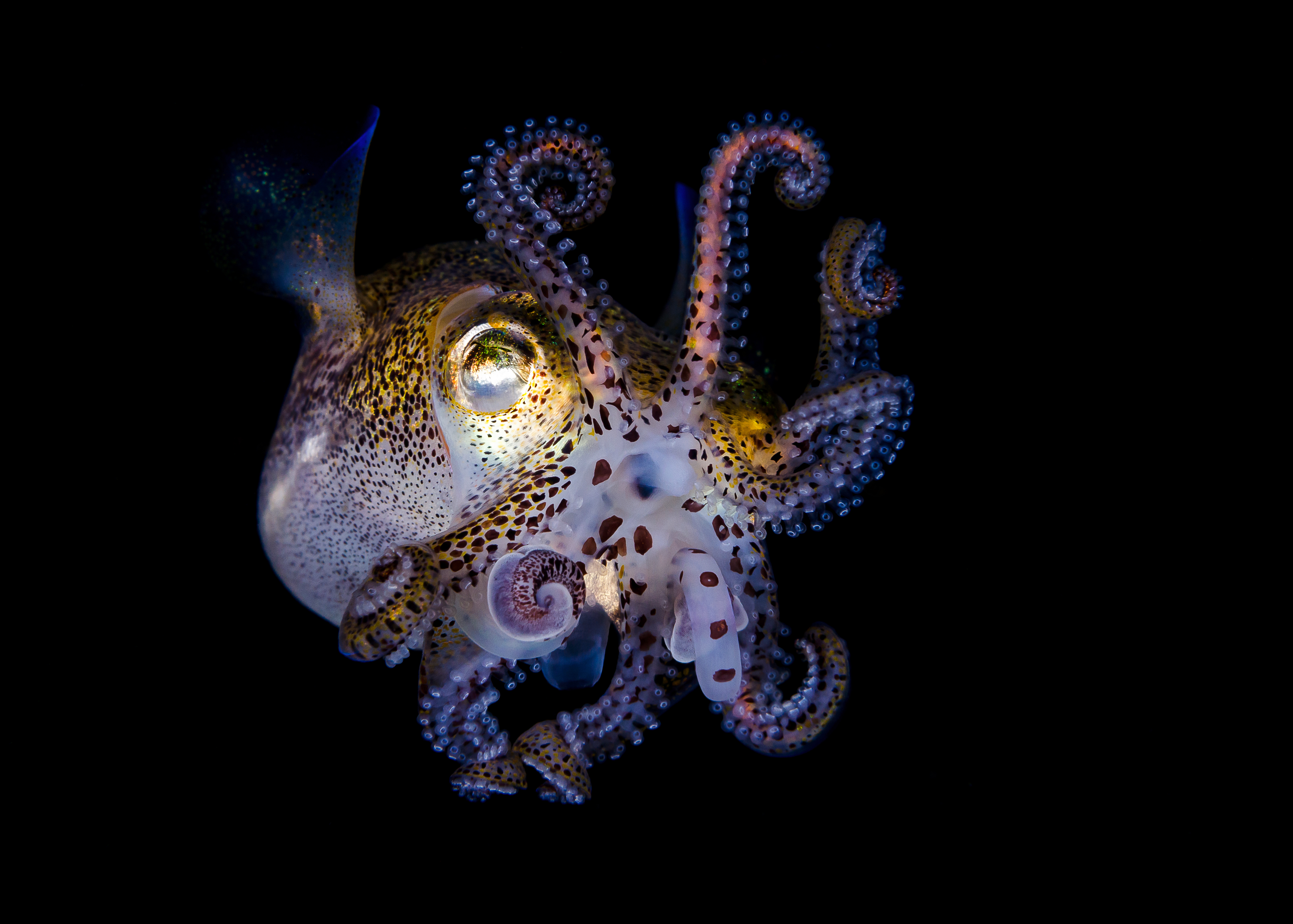 HD Quality Wallpaper | Collection: Animal, 5091x3637 Bobtail Squid
