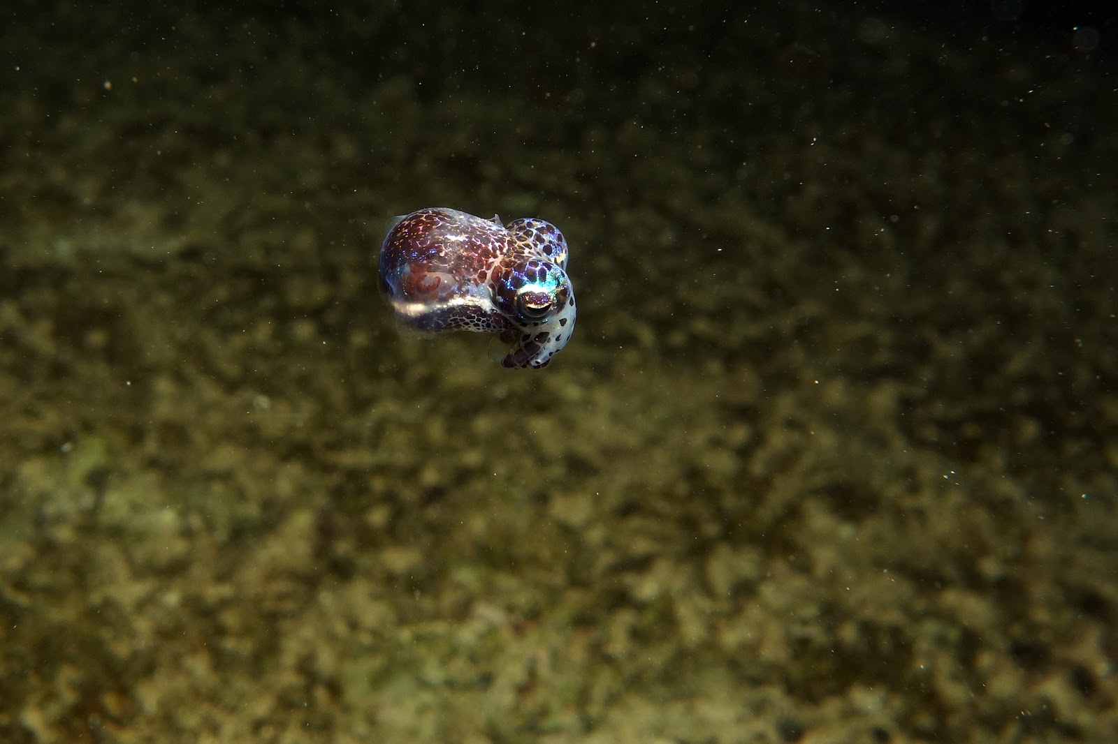 Bobtail Squid #23