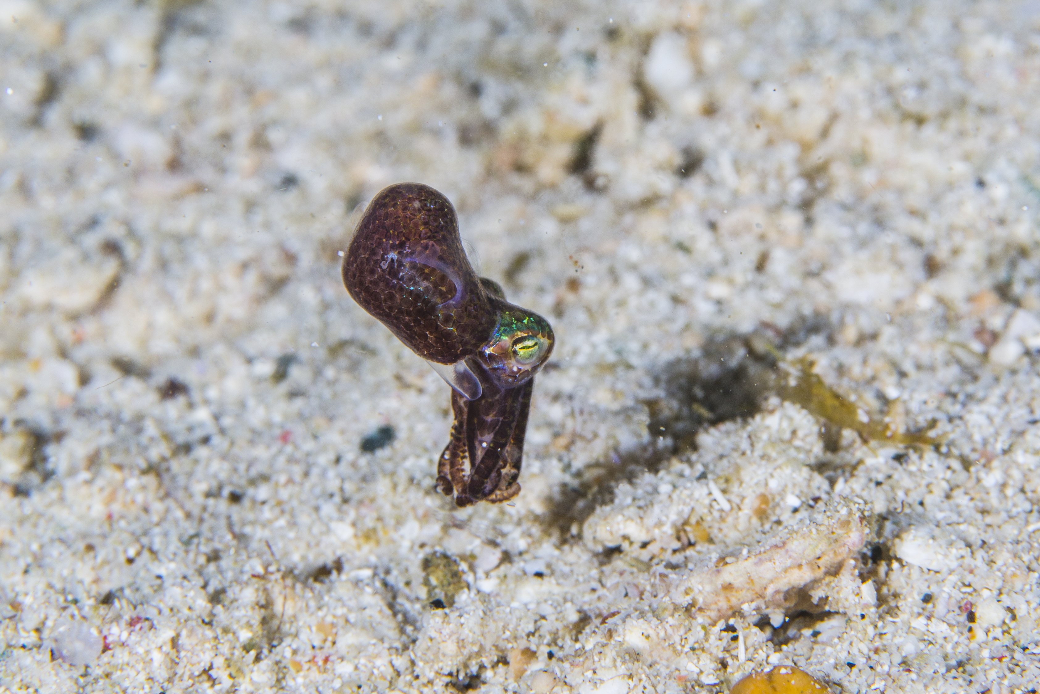 Bobtail Squid High Quality Background on Wallpapers Vista