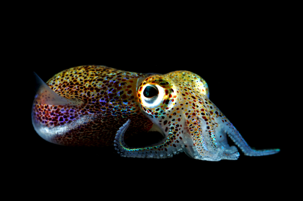 Nice wallpapers Bobtail Squid 600x399px