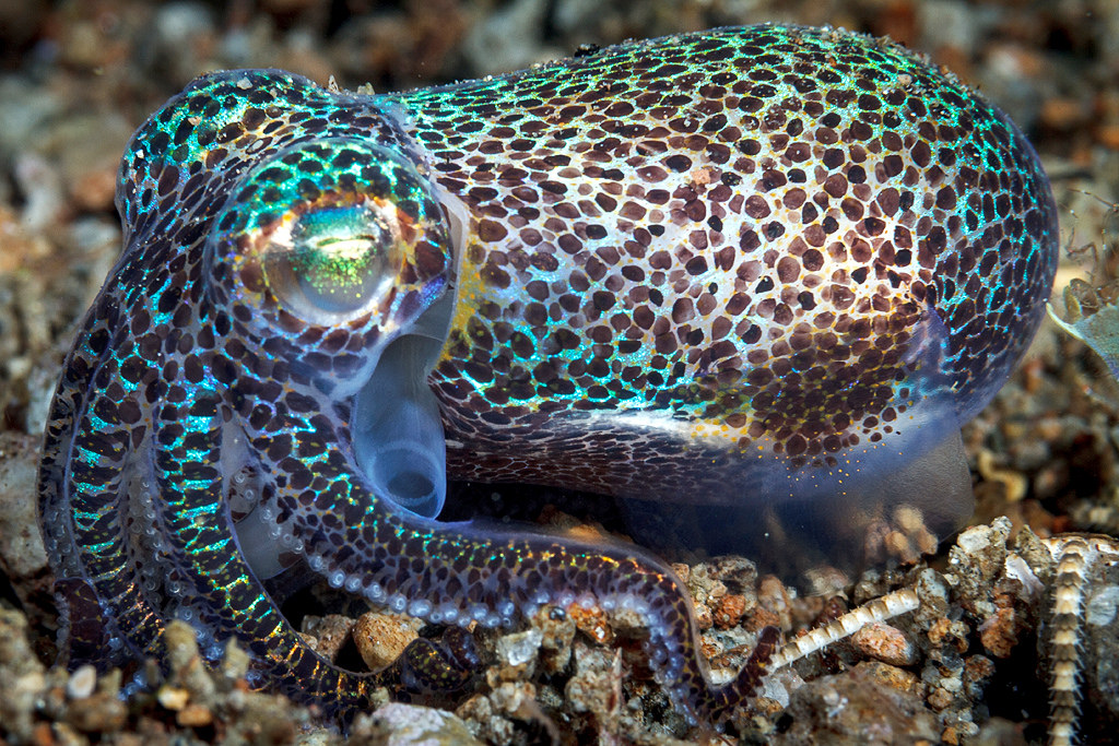 Images of Bobtail Squid | 1024x683