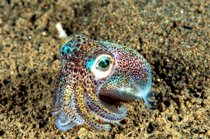 Bobtail Squid Pics, Animal Collection