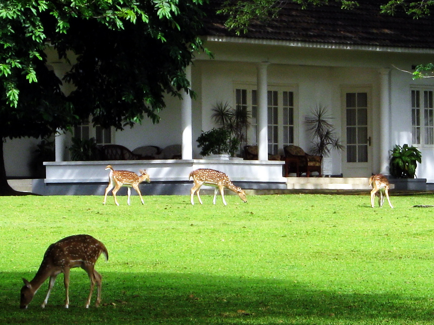 1408x1056 > Bogor Palace Wallpapers