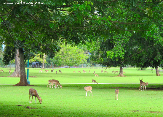 High Resolution Wallpaper | Bogor Palace 550x394 px