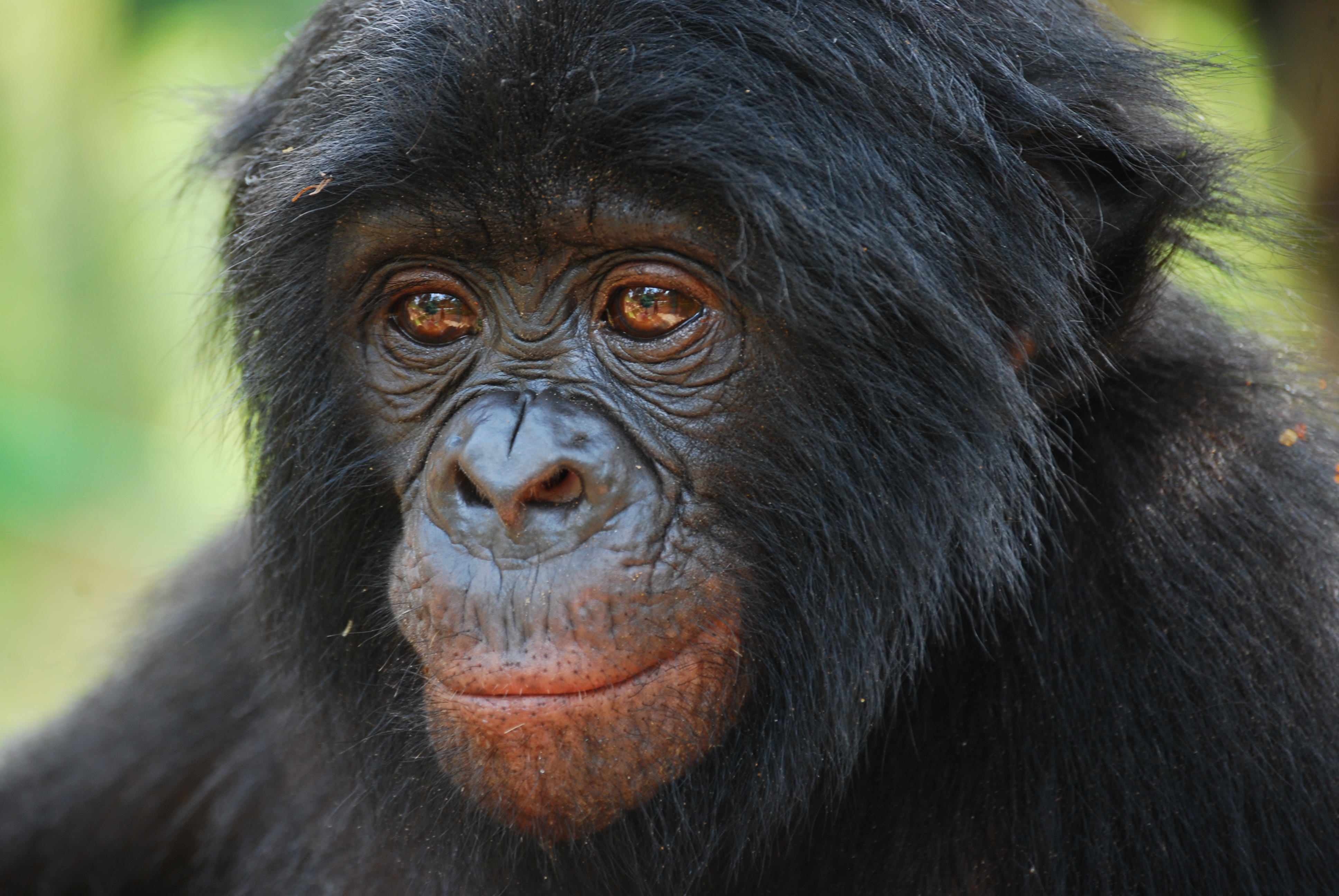 Bonobo Pics, Animal Collection