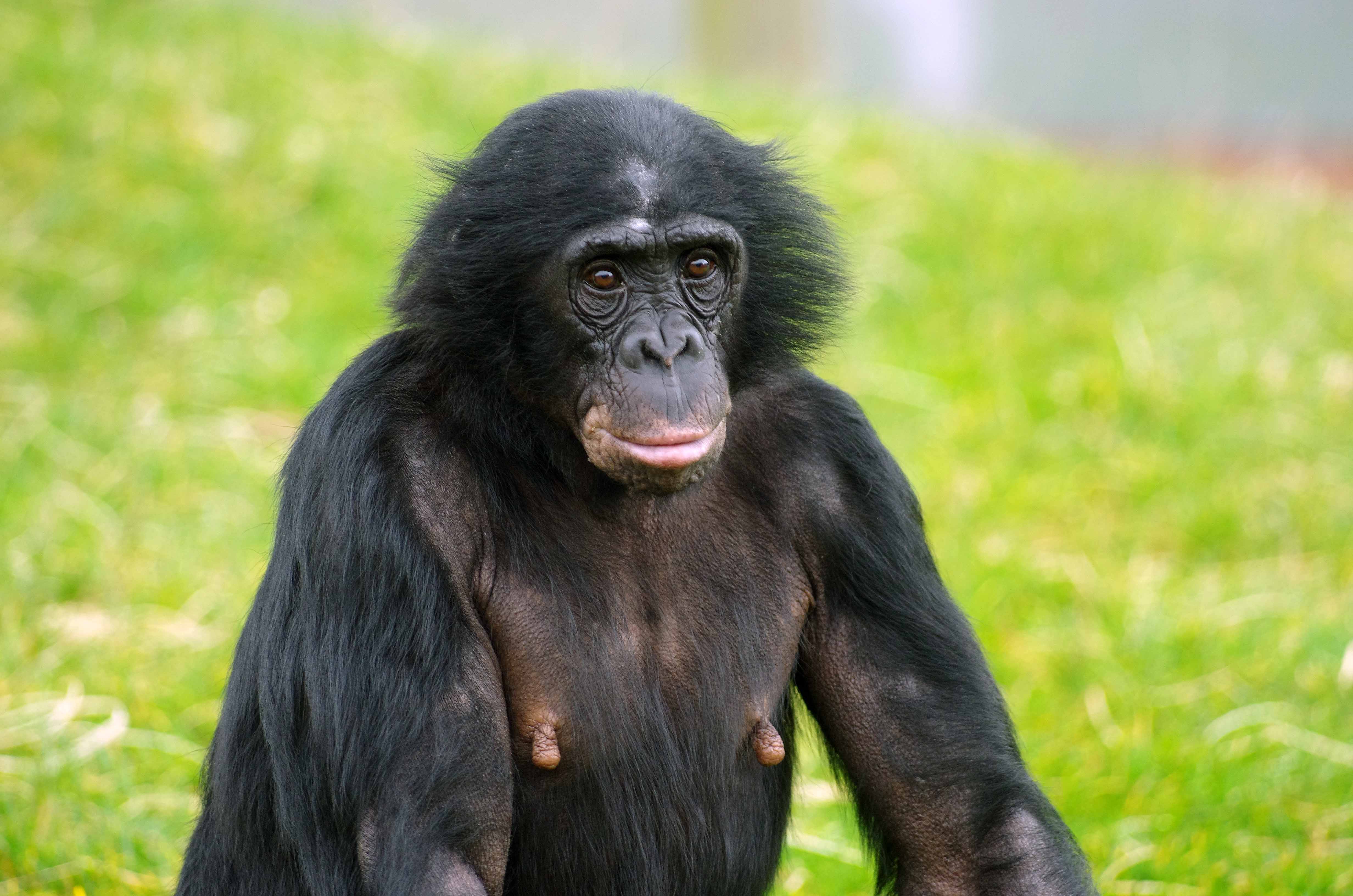 Images of Bonobo | 4928x3264