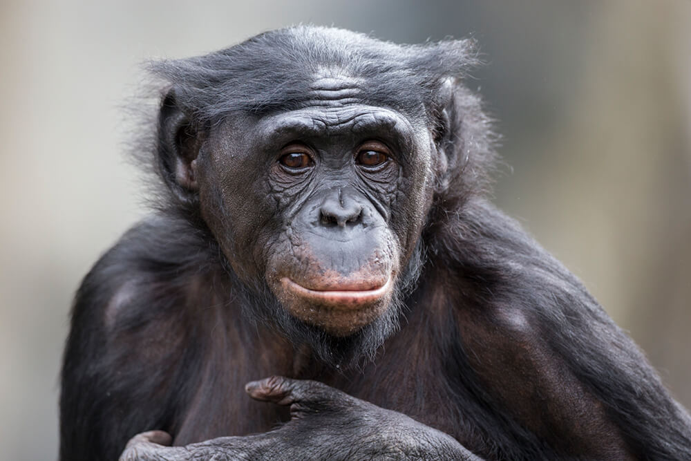 Nice Images Collection: Bonobo Desktop Wallpapers