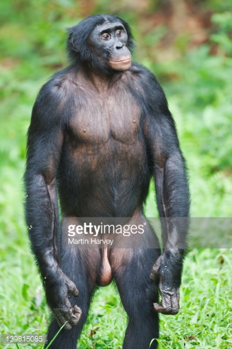 Bonobo Pics, Animal Collection