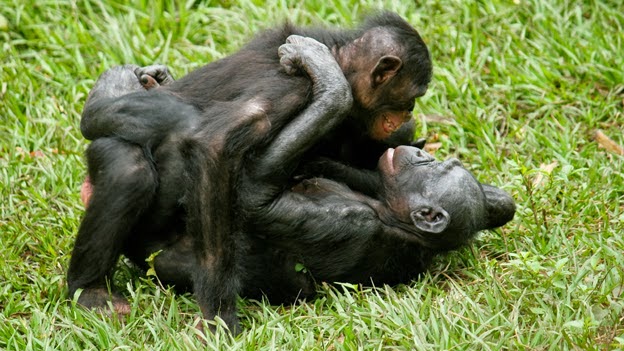 Images of Bonobo | 624x351