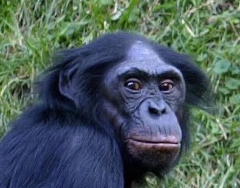 Amazing Bonobo Pictures & Backgrounds