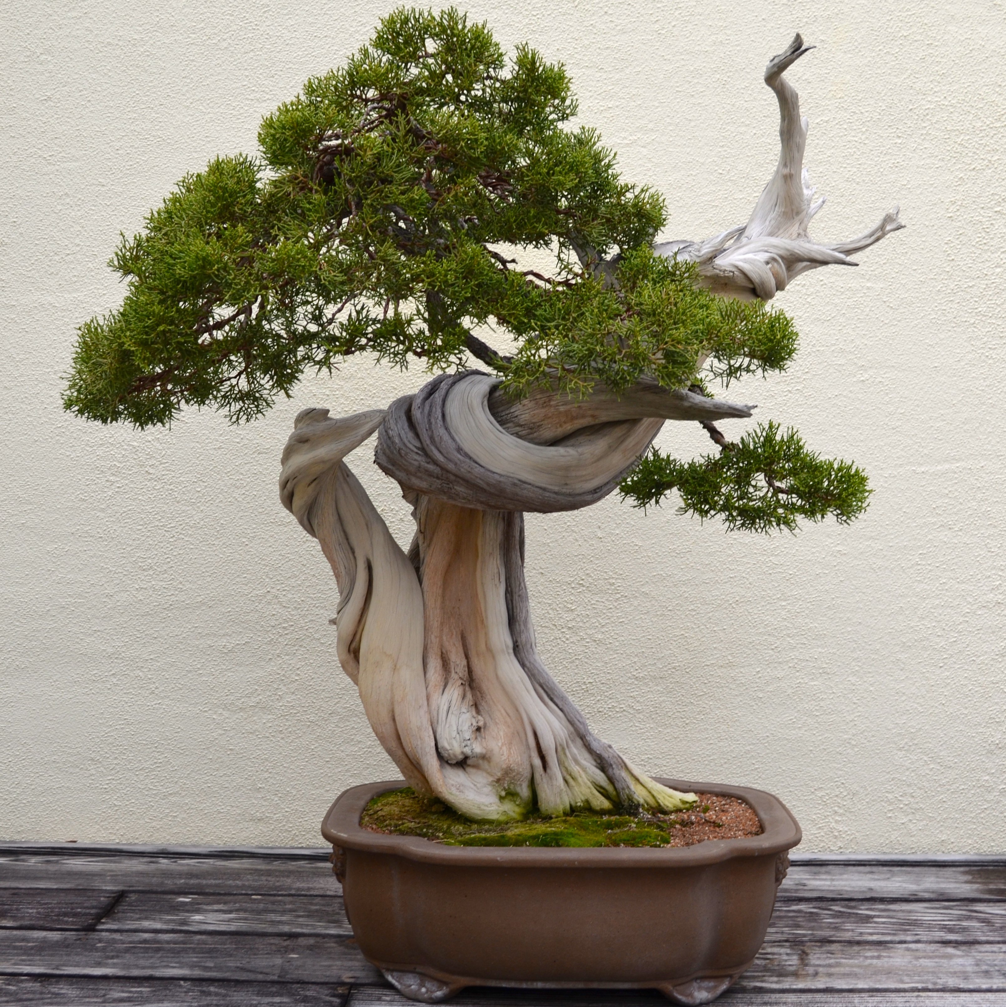 Amazing Bonsai Pictures & Backgrounds