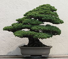 Amazing Bonsai Pictures & Backgrounds