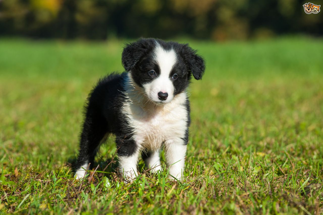 HQ Border Collie Wallpapers | File 144.67Kb