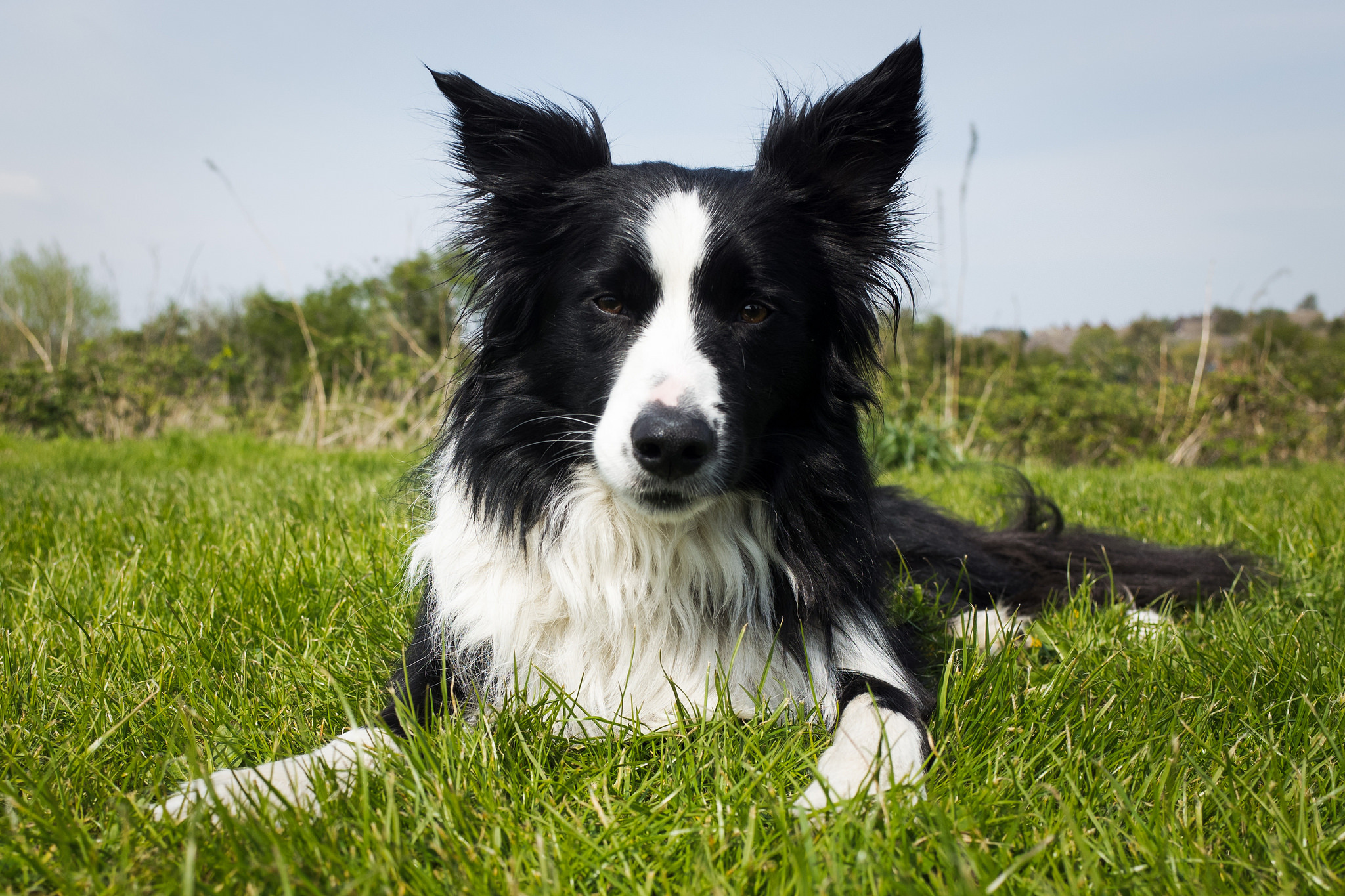 HD Quality Wallpaper | Collection: Animal, 2048x1365 Border Collie