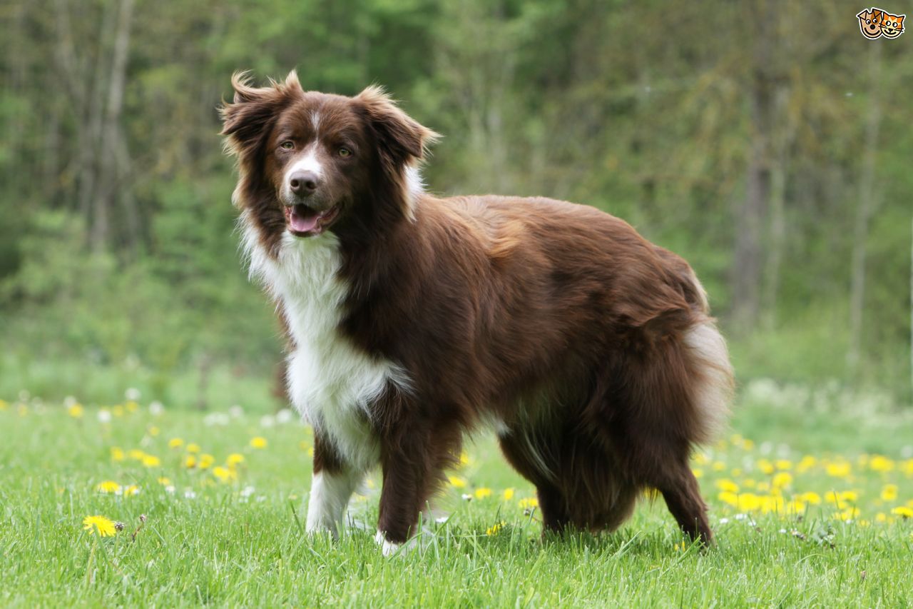 1280x853 > Border Collie Wallpapers