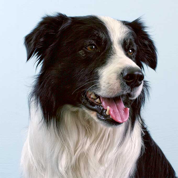 HD Quality Wallpaper | Collection: Animal, 680x680 Border Collie