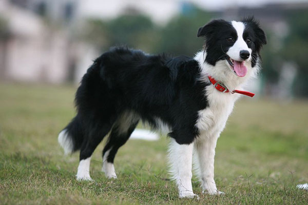 Nice Images Collection: Border Collie Desktop Wallpapers