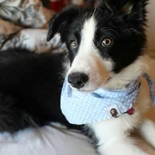Nice wallpapers Border Collie 306x306px