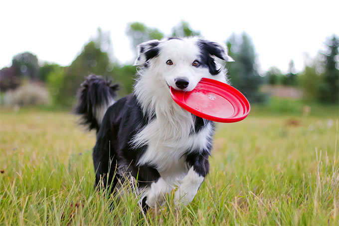 Images of Border Collie | 680x453