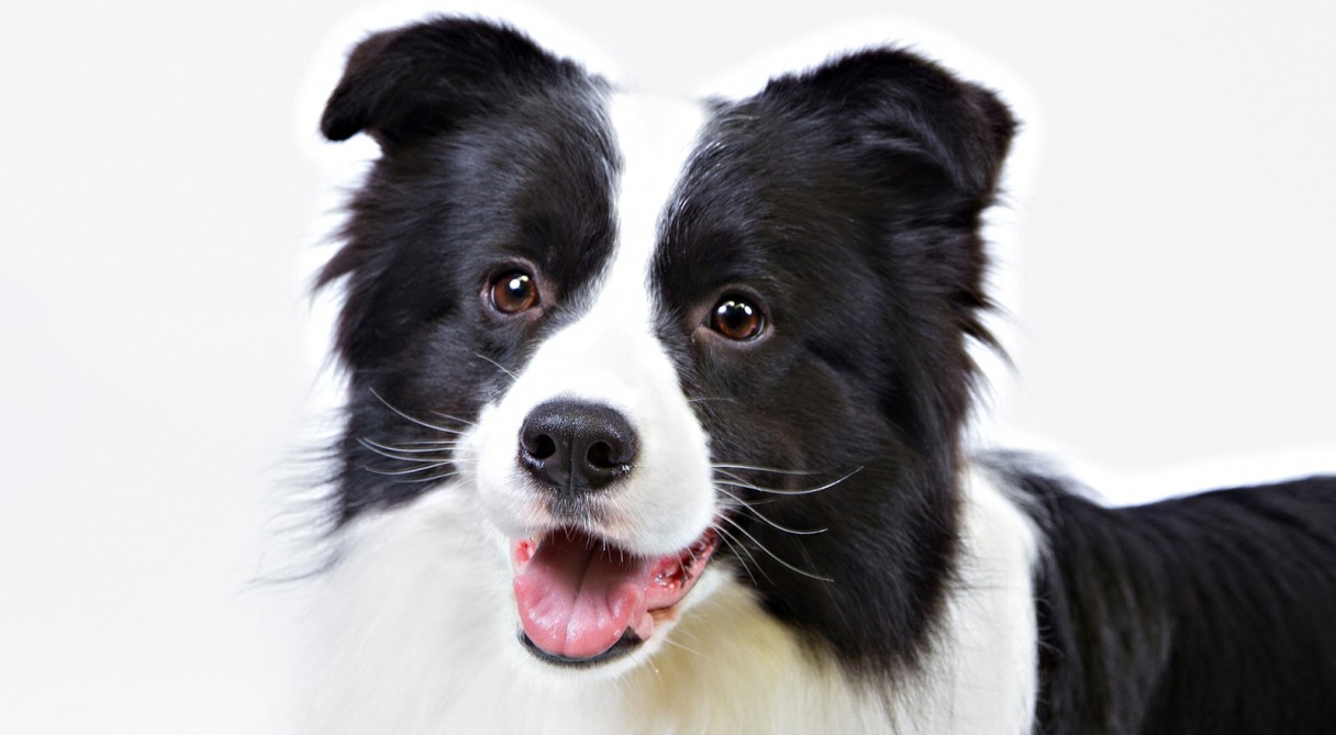 Images of Border Collie | 1216x669