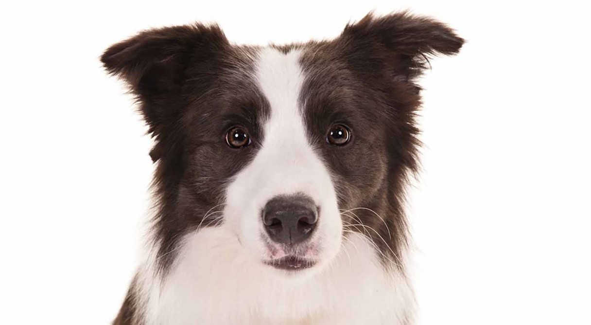 Border Collie Backgrounds on Wallpapers Vista