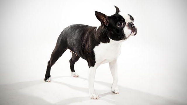 HD Quality Wallpaper | Collection: Animal, 640x360 Boston Terrier