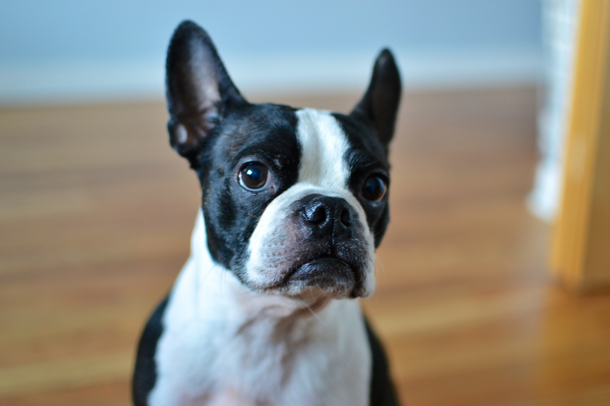 Images of Boston Terrier | 2048x1365