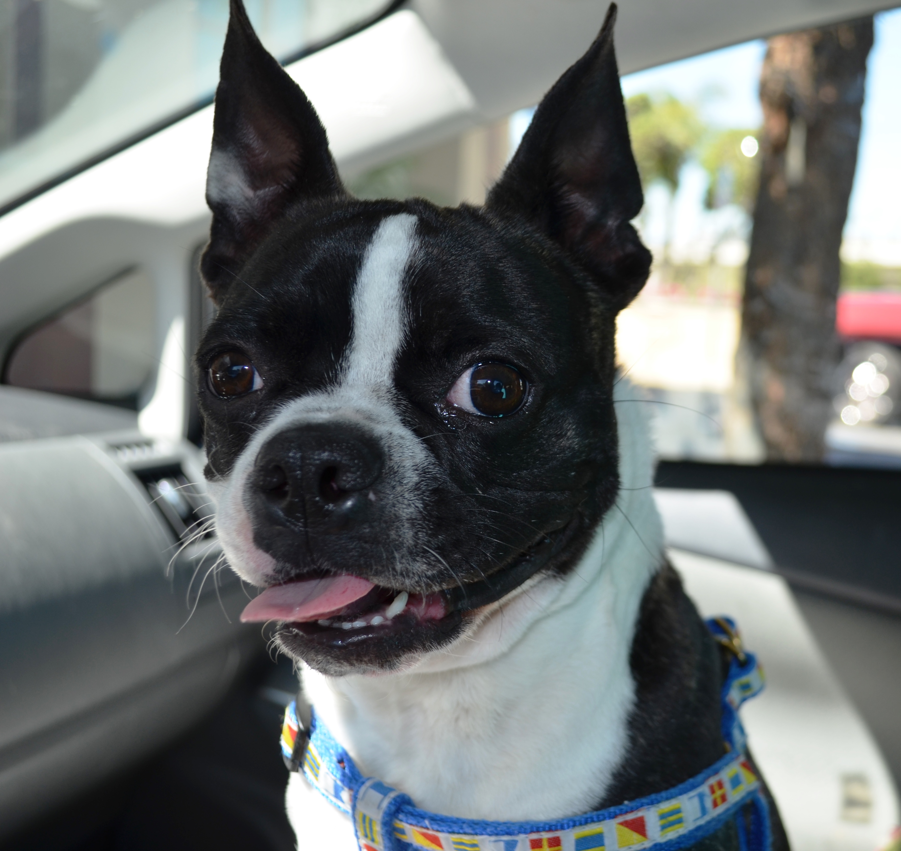 HD Quality Wallpaper | Collection: Animal, 3455x3264 Boston Terrier