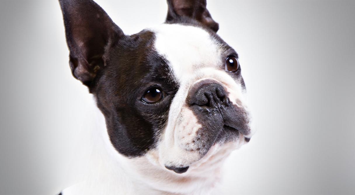 Boston Terrier Backgrounds on Wallpapers Vista