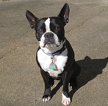 Boston Terrier Backgrounds, Compatible - PC, Mobile, Gadgets| 220x216 px