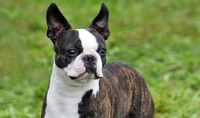 Boston Terrier High Quality Background on Wallpapers Vista