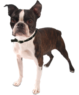 Images of Boston Terrier | 261x311