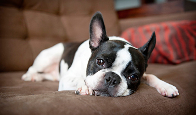 Boston Terrier High Quality Background on Wallpapers Vista