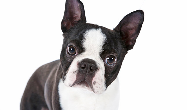 Nice wallpapers Boston Terrier 645x380px