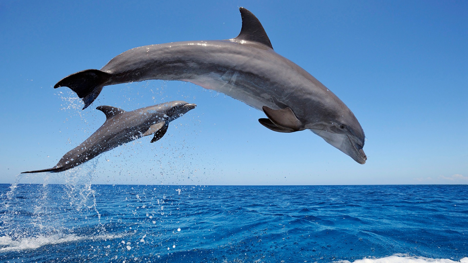 Bottlenose Dolphin Backgrounds, Compatible - PC, Mobile, Gadgets| 1600x900 px
