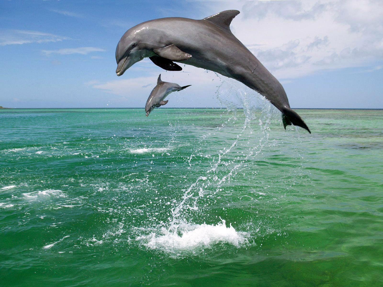 Amazing Bottlenose Dolphin Pictures & Backgrounds