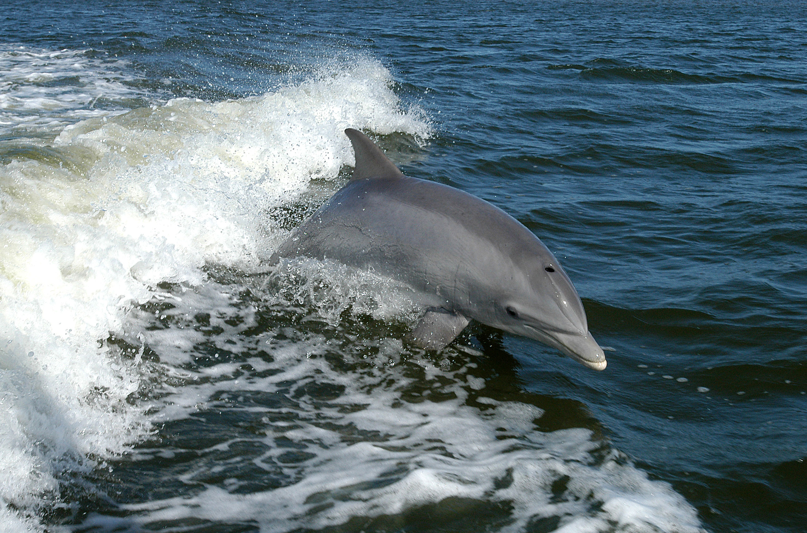 Bottlenose Dolphin Backgrounds, Compatible - PC, Mobile, Gadgets| 2587x1709 px